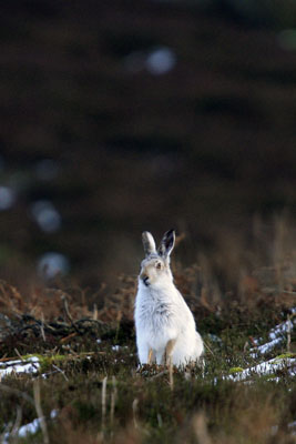 Wildlife photography by Betty Fold Gallery